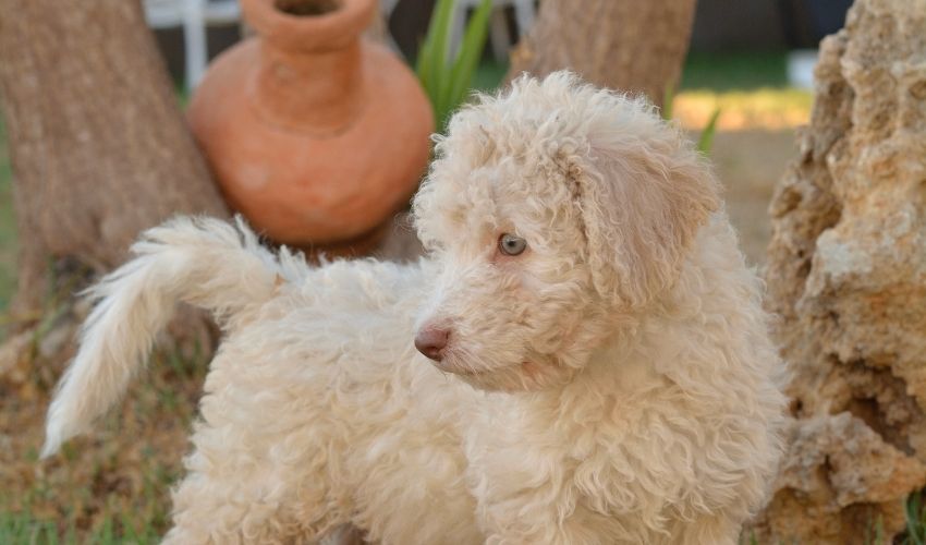 Expert Tips for Early Care and Training of Basset Bleu de Gascogne Puppies