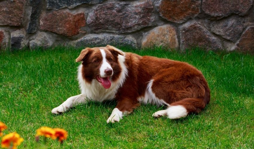 Ultimate Feeding Guide for Basque Shepherd Dogs: Everything You Need to Know